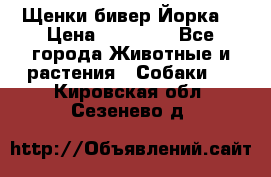 Щенки бивер Йорка  › Цена ­ 30 000 - Все города Животные и растения » Собаки   . Кировская обл.,Сезенево д.